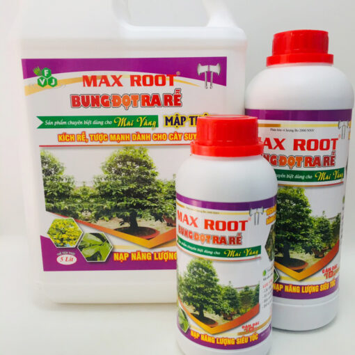 max-root-bung-dot-ra-re-mai-vang