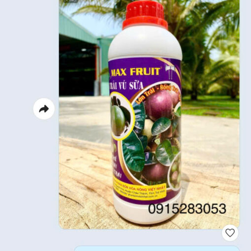 Max Root Lớn Trái Vú Sữa
