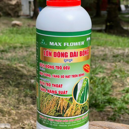 Max Flower Lớn Đòng Dài Bông 1L