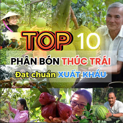 TOP 10 PHÂN BÓN THÚC TRÁI LỚN NHANH VIỆT NHẬT
